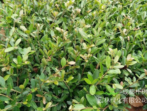 中华蚊母为什么掉叶片？怎么处理？