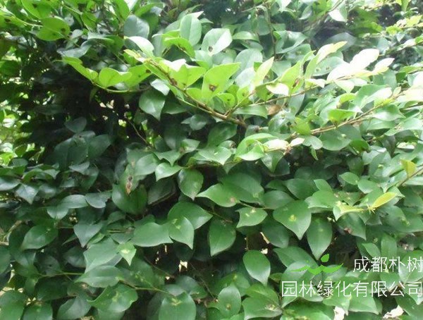 中华蚊母如何造型以及修剪？