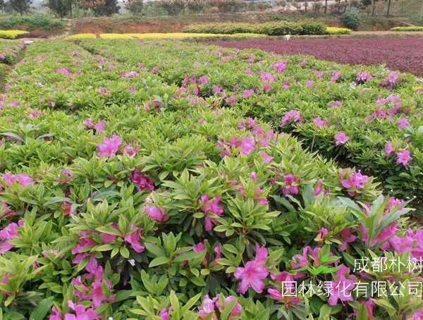 毛杜鹃的养殖方法和注意事项有哪些？