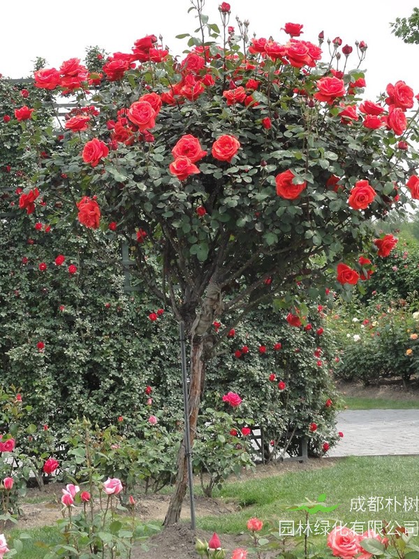 绯扇月季的优缺点有哪些？