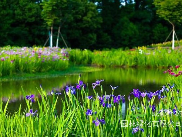 水生植物西伯利亚鸢尾怎样种植效益最高？