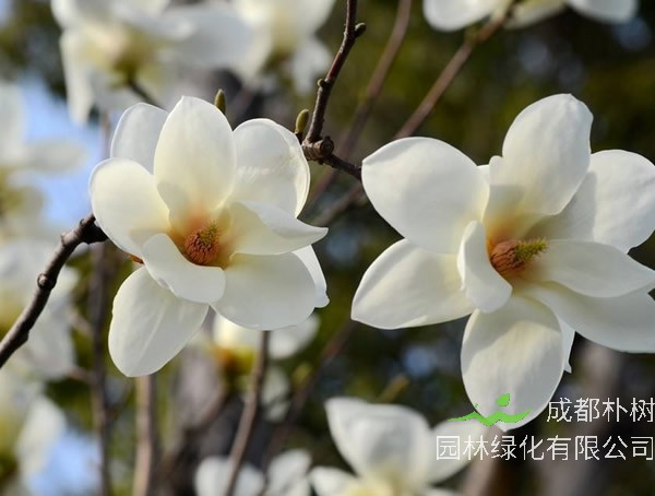 玉兰花的寓意和风水禁忌有哪些？