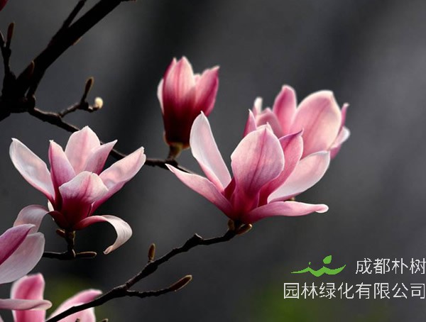 玉兰花的功效与作用有哪些？