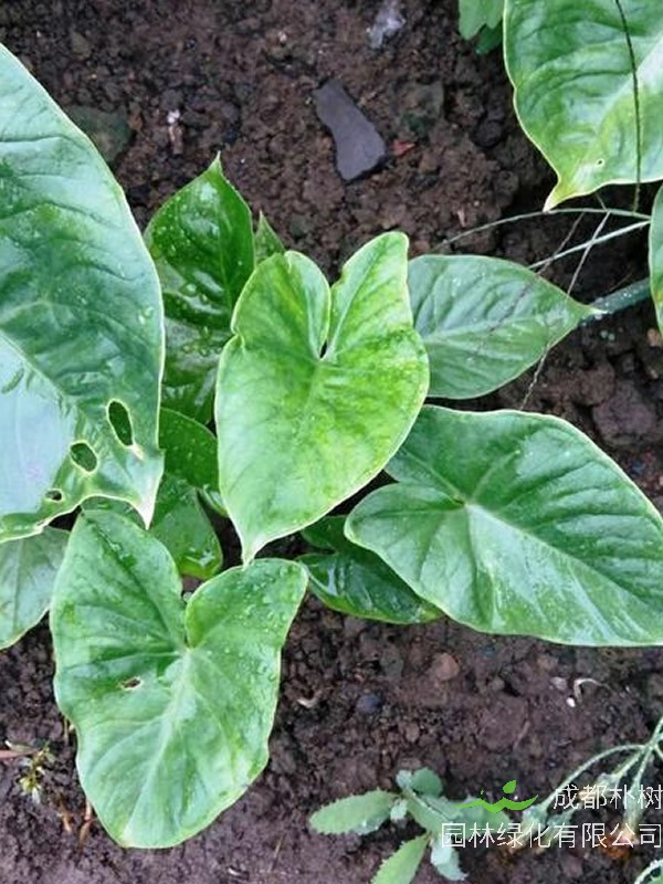 独角莲有毒吗？可以室内种植么？