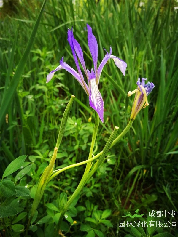 马兰花如何播种？马兰花种多久开花？马兰花多久发芽？