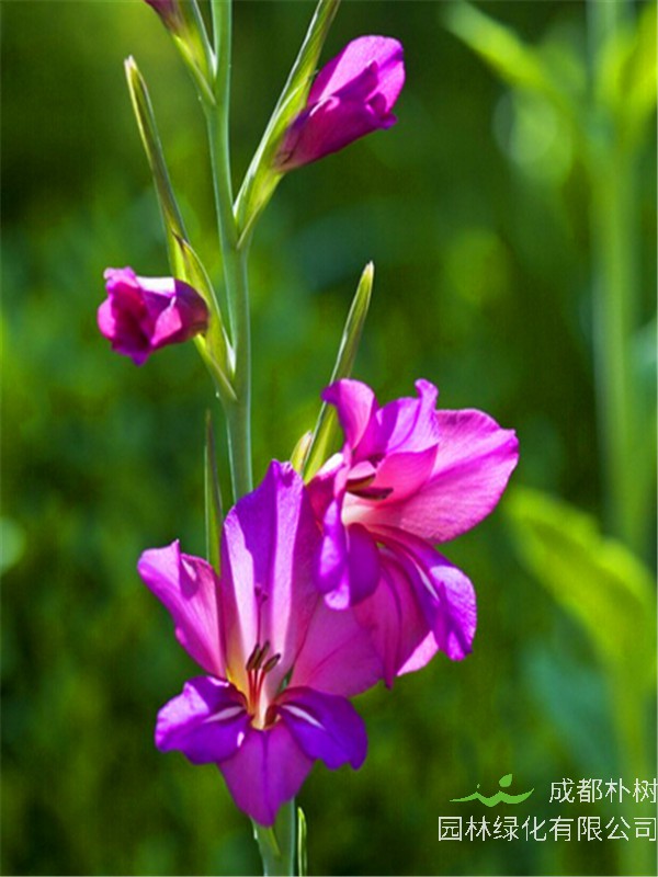 如何盆栽剑兰？剑兰有哪些品种？