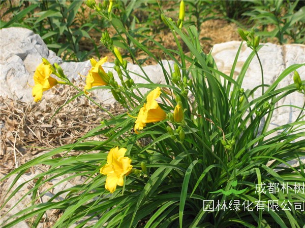 萱草如何种植？萱草怎么养？