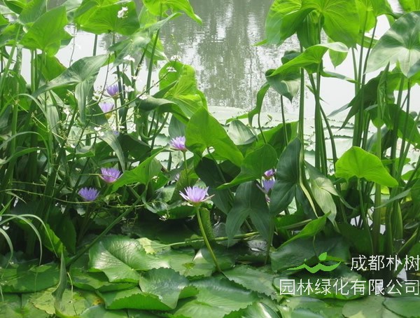 独角莲的功效与作用有哪些？