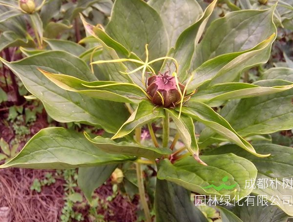 独角莲怎么种植经济价值最大？