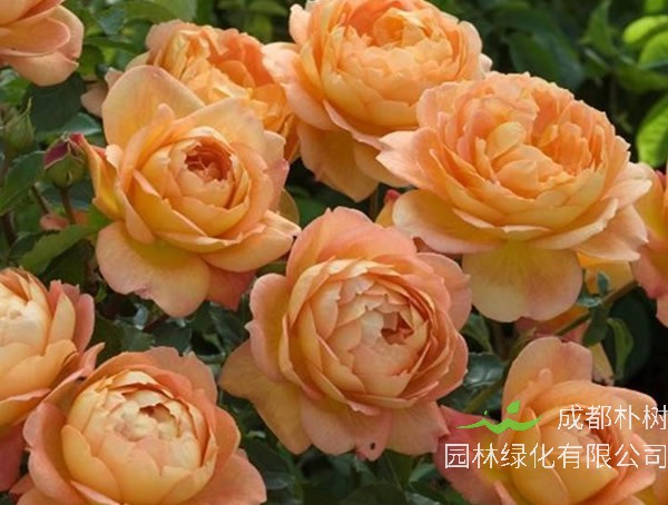 夏洛特夫人月季优缺点有哪些？