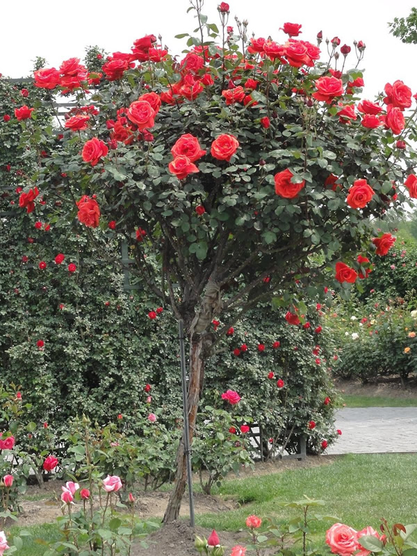 绯扇月季的优缺点有哪些？