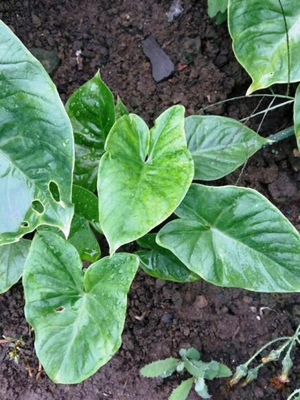 独角莲有毒吗？可以室内种植么？