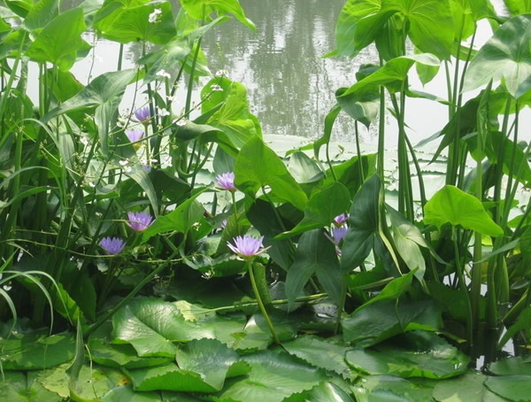 独角莲的功效与作用有哪些？