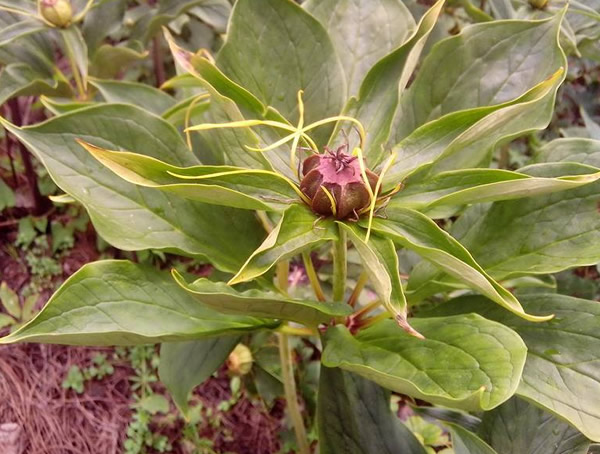 独角莲怎么种植经济价值最大？