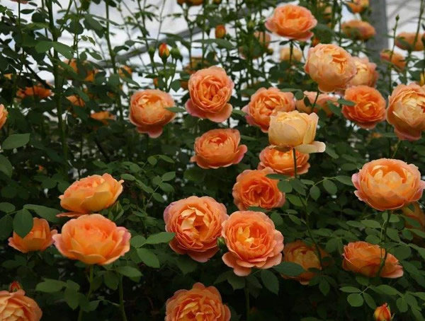 夏洛特夫人月季怎么养最好看？