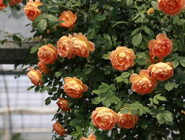 夏洛特夫人月季是藤本还是灌木植物？