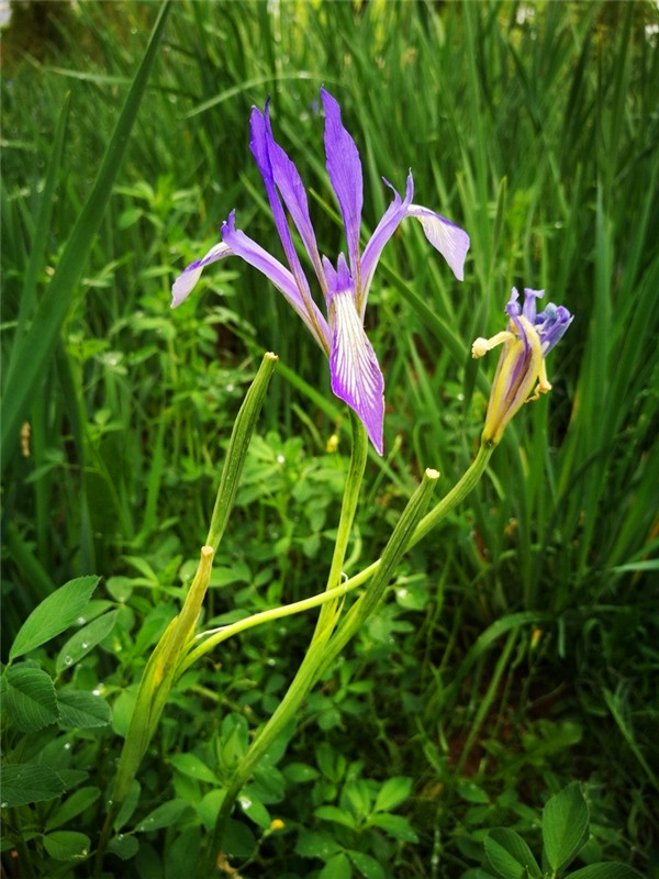 马兰花如何播种？马兰花种多久开花？马兰花多久发芽？