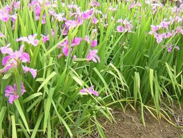 西伯利亚鸢尾怎么种植和维护？