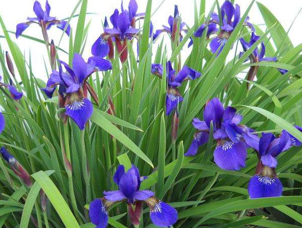 西伯利亚鸢尾与溪荪的区别有哪些？