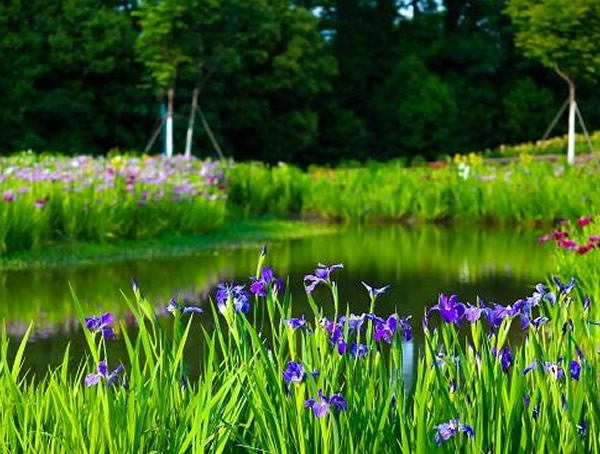 水生植物西伯利亚鸢尾怎样种植效益最高？