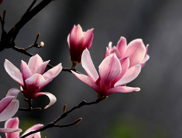 玉兰花的功效与作用有哪些？