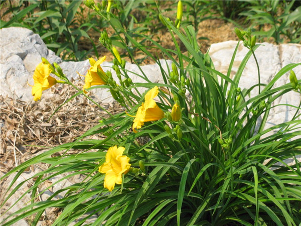 萱草如何种植？萱草怎么养？