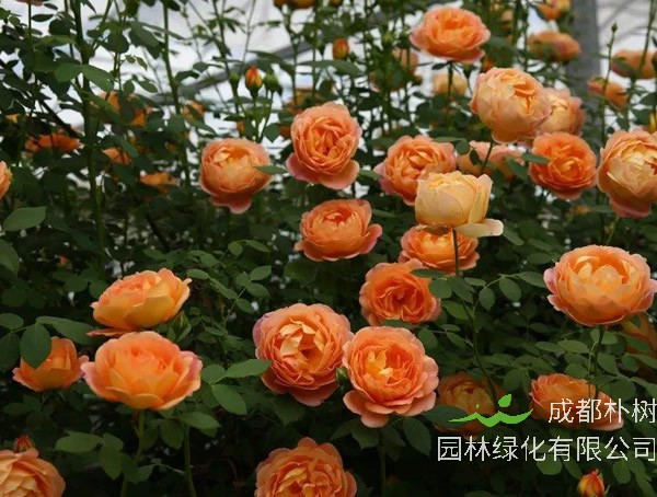 夏洛特夫人月季怎么养最好看？