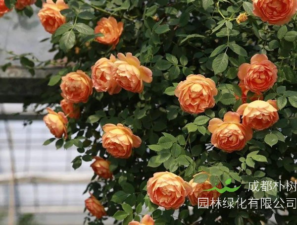 夏洛特夫人月季是藤本还是灌木植物？