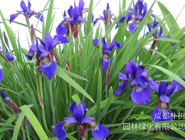 西伯利亚鸢尾与溪荪的区别有哪些？