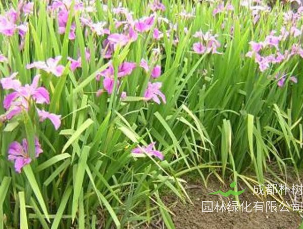 西伯利亚鸢尾怎么种植和维护？