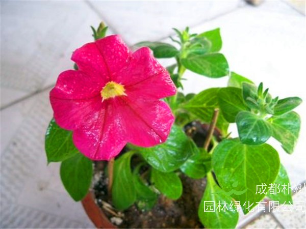 如何种植矮牵牛？矮牵牛花如何修剪？矮牵牛花后如何管理？