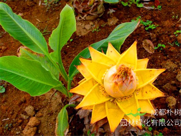 地涌金莲多久开花？地涌金莲如何盆栽？