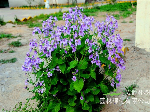 二月兰怎么样？二月兰如何养殖？