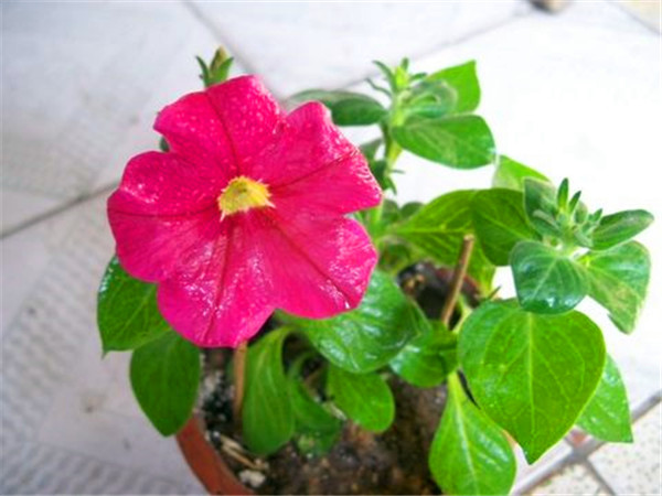 如何种植矮牵牛？矮牵牛花如何修剪？矮牵牛花后如何管理？