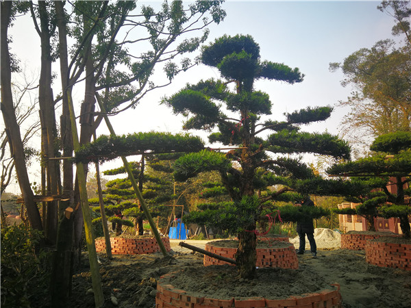 进口罗汉松与国产罗汉松有啥区别？