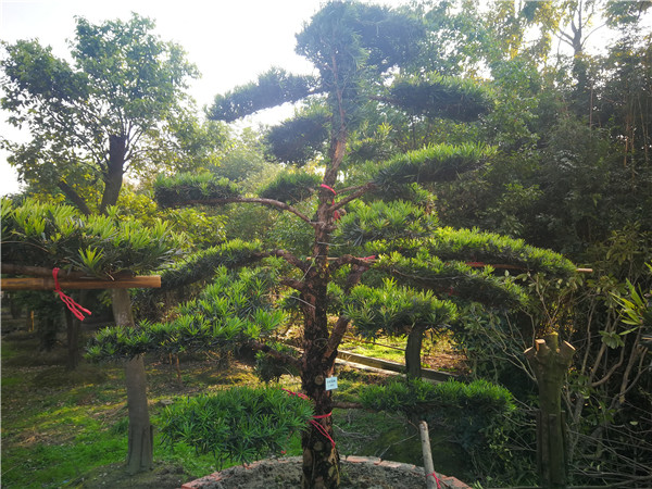 罗汉松造型怎么做才好看？