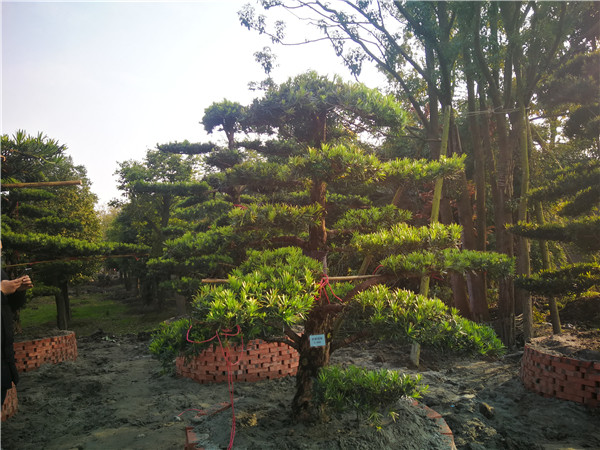 罗汉松怎么样种植怎么管理？
