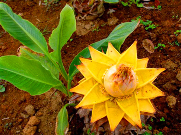 地涌金莲多久开花？地涌金莲如何盆栽？