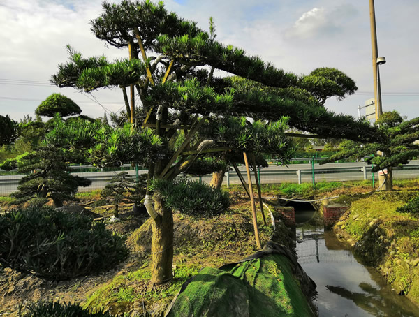 用罗汉松做工程树怎么样？