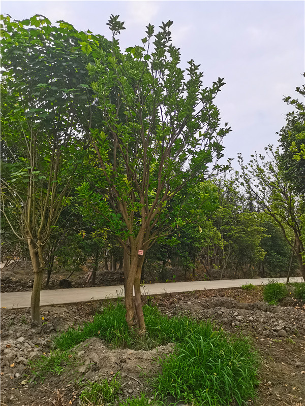 柚子树怎么修枝？柚子树盆栽怎么种？