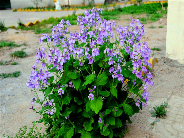 二月兰怎么样？二月兰如何养殖？