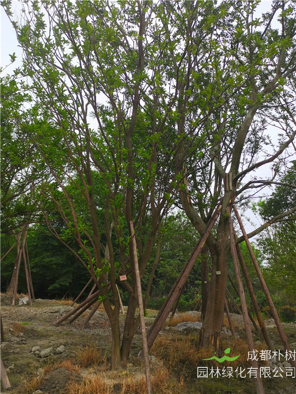 用柚子树叶可以洗头吗；操作方法是怎么样的？