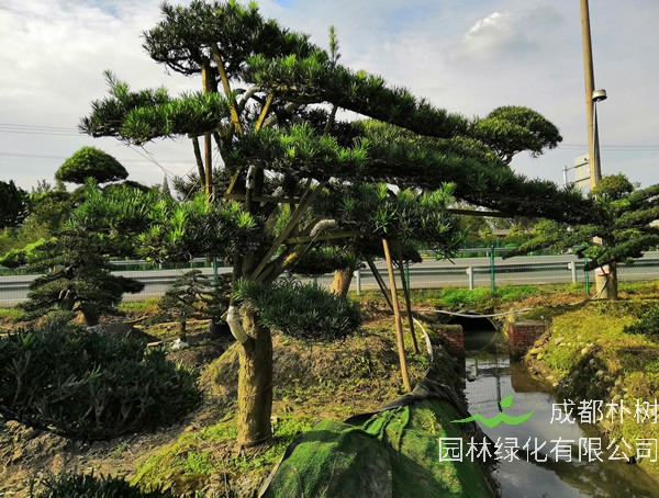 用罗汉松做工程树怎么样？