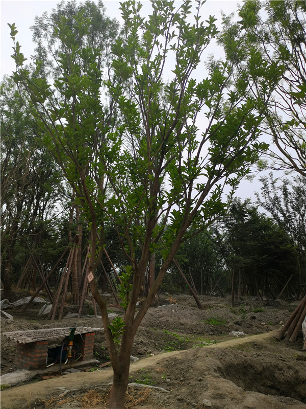 柚子树结的果实酸怎么解决？