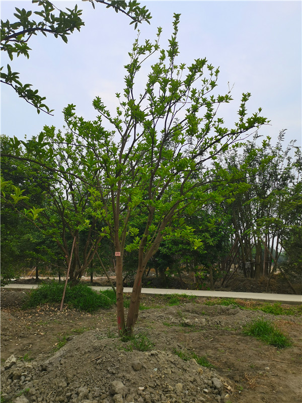 柚子树苗叶子干枯怎么回事？