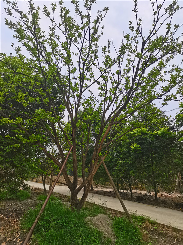 柚子树上有蚂蚁怎么办？