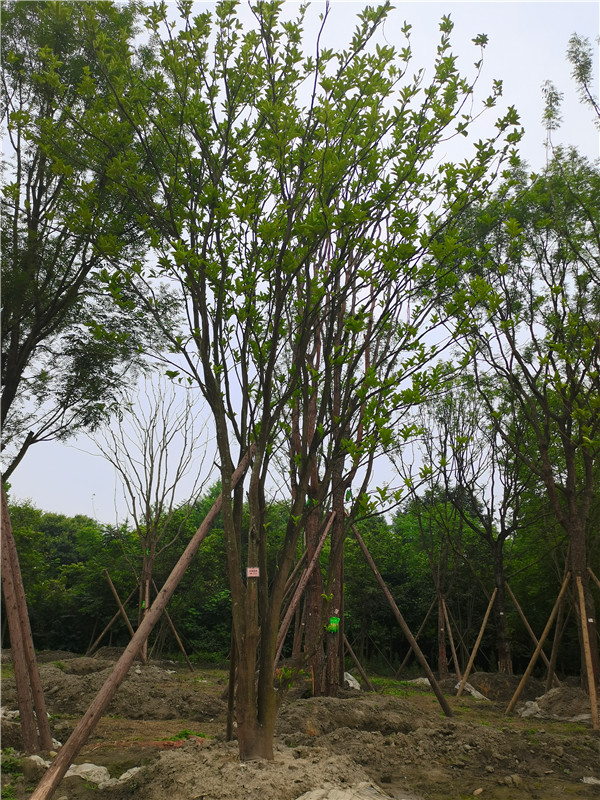 盆栽柚子树太高怎么办？