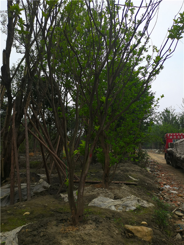 柚子树有什么虫？柚子树叶什么样？