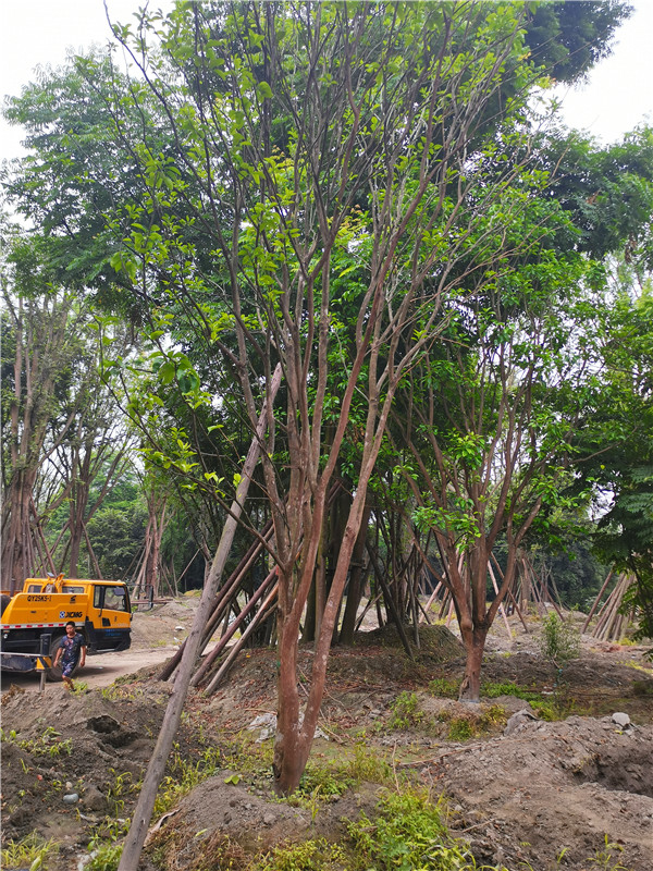 柚子树的花是什么样的啊？柚子树被冬天冻坏了怎么办？