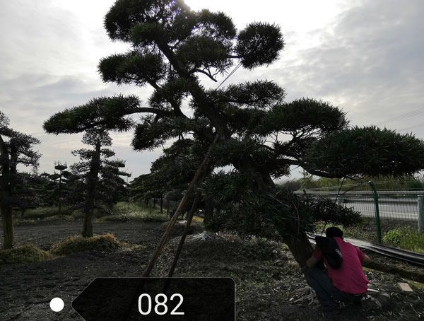 米叶罗汉松的养殖方法和注意事项有哪些？